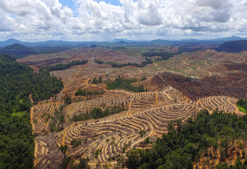 Dampak Deforestasi, Tewaskan 500 Ribu Orang dalam 20 Tahun