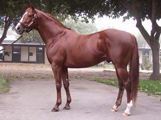 Kuda Ras Murni (Thoroughbred)