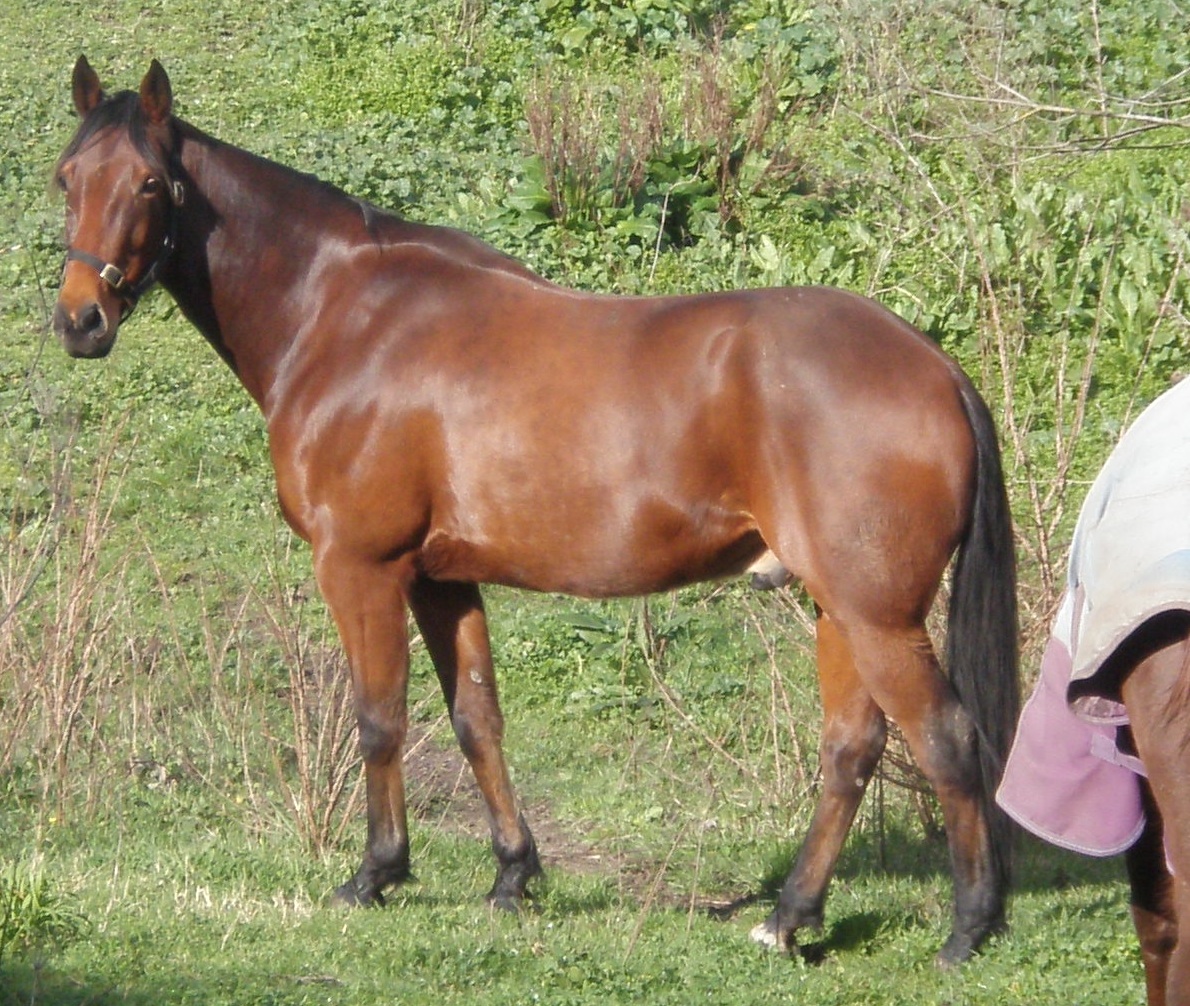 Kuda Standardbred
