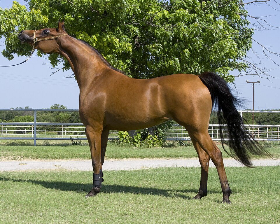 Kuda Arabian