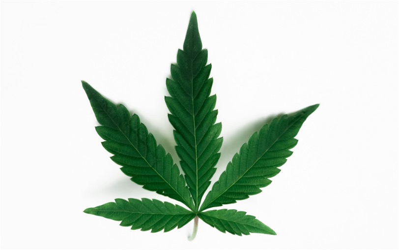 Penggunaan Ganja untuk Pengobatan Justru Berisiko Sebabkan Masalah Mental