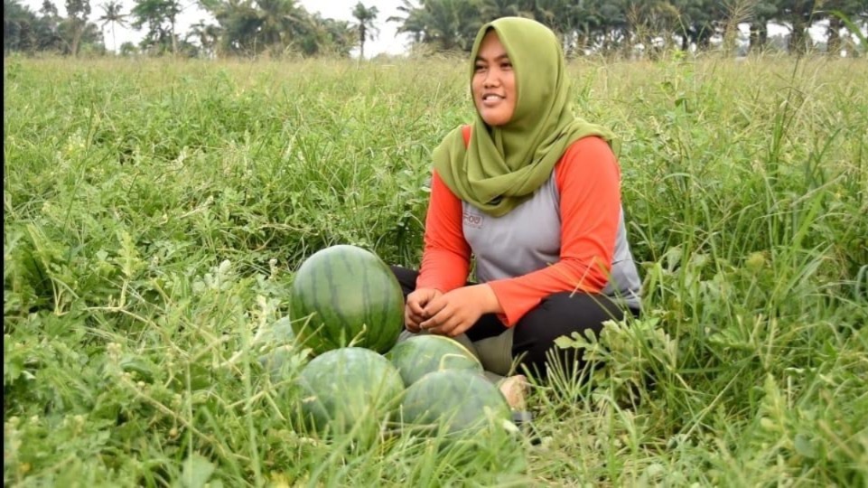 Koperasi Bangun Tani Makmur, Harapan Baru Petani Hortikultura Kampung Cirumput