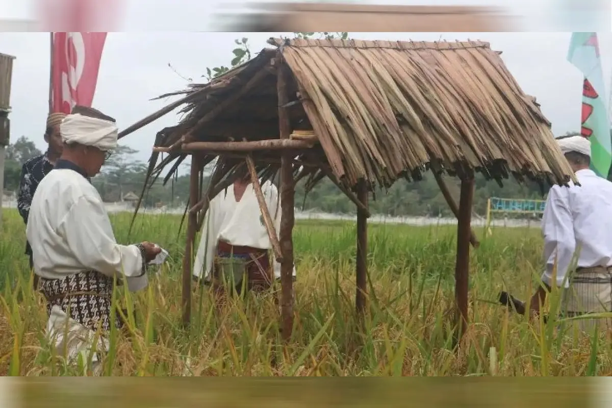 Murok Jerami: Napas Panjang Tradisi Suku Mengkanau di Tengah Modernitas