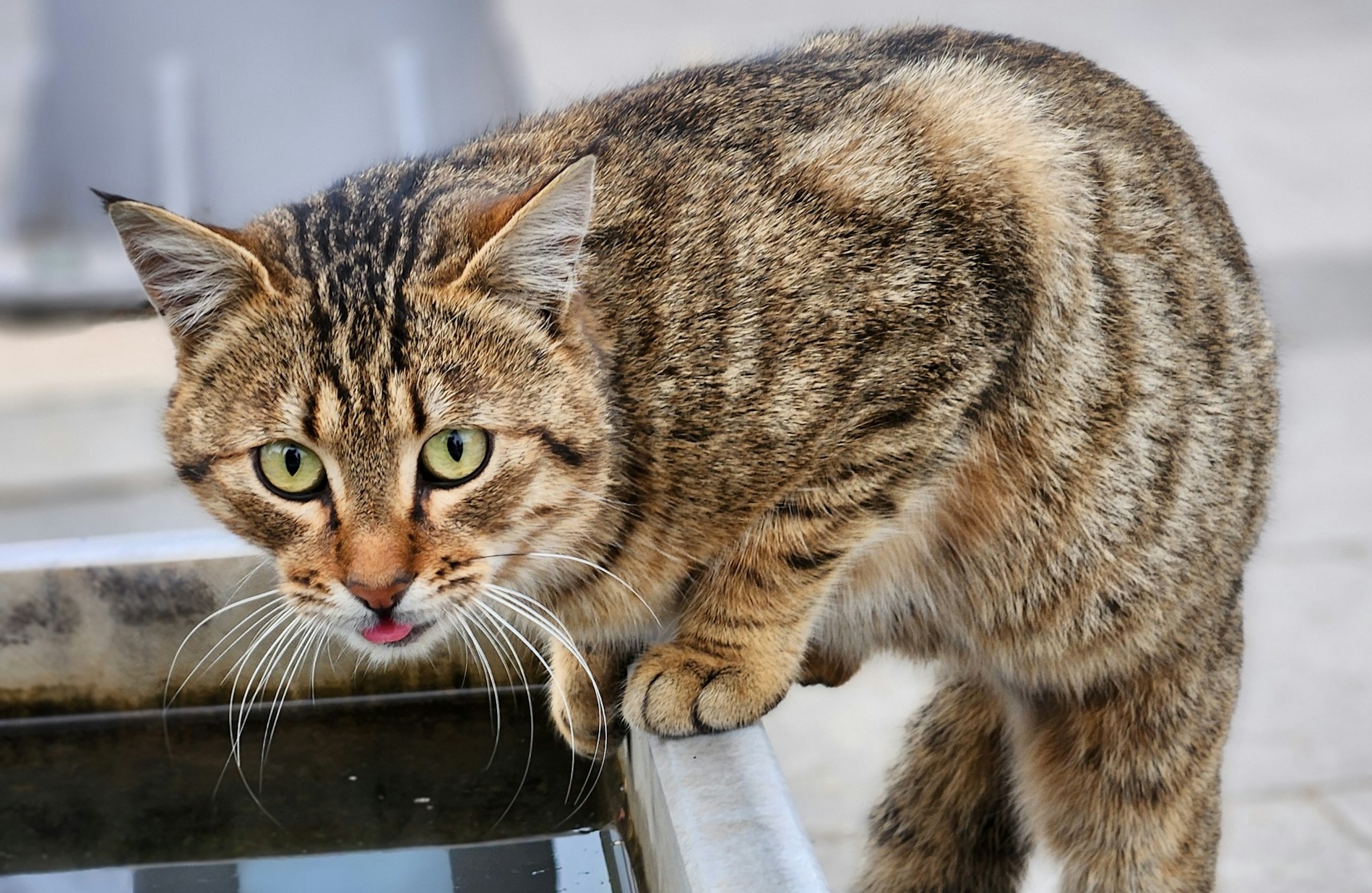 Mengapa Kucing Membenci Air? Ini Dia Penjelasan Ahli
