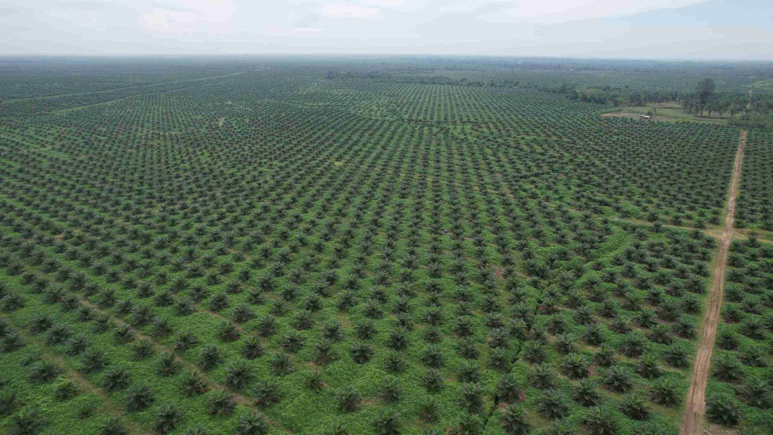Kemenangan Indonesia di WTO: Uni Eropa Didesak Cabut Bea Imbalan Biodiesel