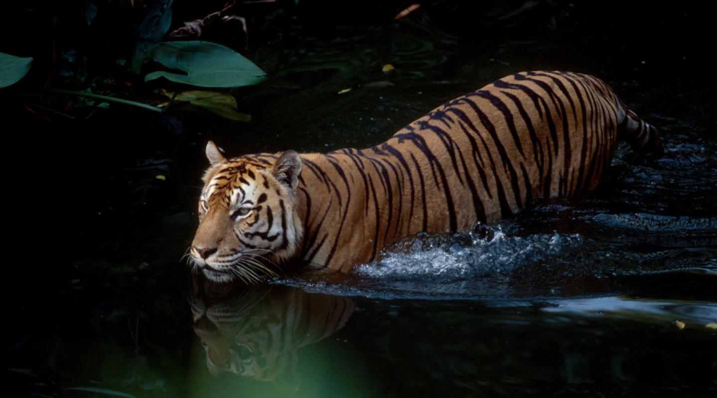 10 Hewan Paling Terancam Punah di Dunia, Ada Harimau Sumatra dan Orangutan Kalimantan